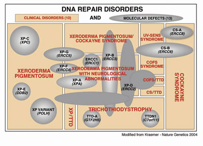 Clinical DNA repair disorders and their associated molecular defects.