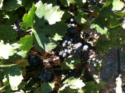 Grapes in the Concannon Vineyard