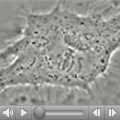 This video shows an instance of abnormal mitosis where chromosomes are late to align. It demonstrates the spindle checkpoint in action: Just one unaligned chromosome can delay anaphase, a stage when chromosomes segregate to the two ends of the cell. As shown in the movie, cell division is complete once the lagging chromosome is aligned. This work used S3 tissue cultured cells from Xenopus laevis, African clawed frog. Credit: John Daum and Gary Gorbsky, Oklahoma Medical Research Foundation.
