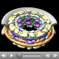 A collaborative research team succeeded in dissecting the structure of the nuclear pore complex (NPC). The video highlights 30 different types of proteins found in the donut-shaped complex from yeast. The work may shed light on the function and evolution of the NPC and other large protein assemblies. Credit: Andrej Sali, UCSF; Michael Rout and Brian Chait, Rockefeller University. Video featured with permission from Macmillan Publishers Ltd: Nature 450:695-701, 2007.