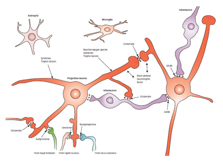 Figure 3 - Disrupted energy metabolism and neuronal circuit dysfunction in Cognitive impairment and Alzheimer's disease