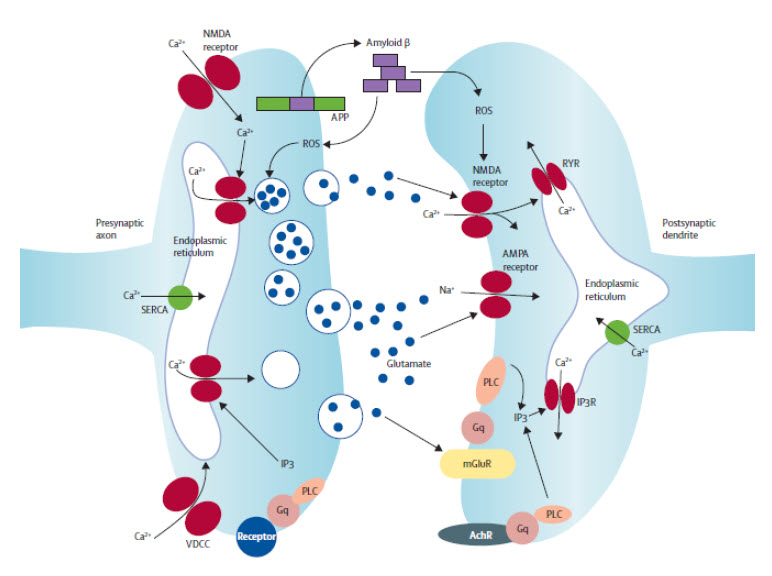 Figure 4 - Disrupted energy metabolism and neuronal circuit dysfunction in cognitive impairment and Alzheimer's disease