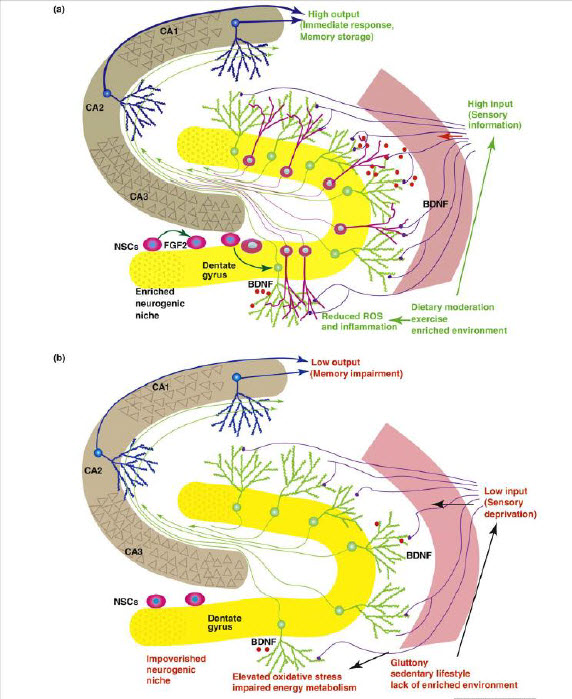 When Neurogenesis Encounters Aging