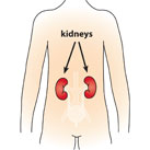 An illustration of a childs body with arrows pointing to two kidneys located near the center of the back