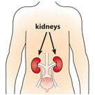 An illustration of the human body with arrows pointing to two kidneys located near the center of the back