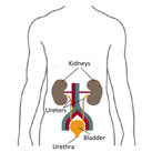 The urinary system is made up ofthe kidneys and the urinecollecting system.