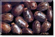 Castor beans used in making ricin.  Image courtesy of USDA.
