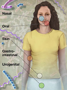 Human body: nasal passages, oral cavities, skin, gastrointestinal tract, and urogenital tract. 