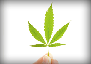  A hand holding a Marijuana leaf