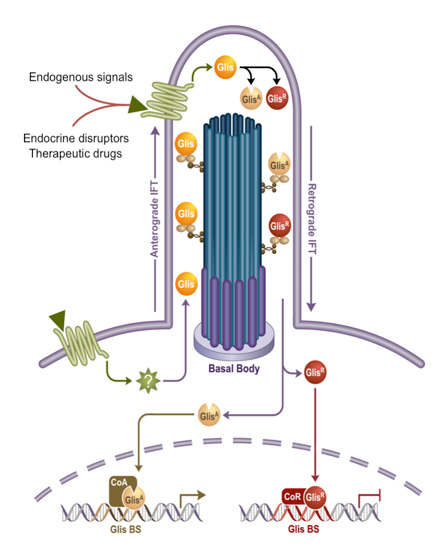 Figure 1: A diagram depicting Glis signaling pathways that are being regulated by external signals