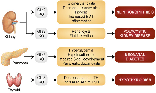 Figure 2: A diagram depicting the affect of Glis protiens link to disease of the Kidneys Pancreas, and the Thyroid.