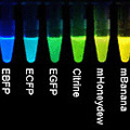 Researchers created novel chromophores by derivatizing the naturally occurring fluorescent proteins green fluorescent protein (GFP) and red fluorescent protein (DsRed). Systematically analyzing the structural elements that underlie the emission and excitation maxima as well as their brightness and photostability led to this array of new genetically encodable fluorescent proteins, which each have unique spectral characteristics. Credit: Nathan Shaner, Lei Wang, Paul Steinbach, Roger Tsien, UCSD.