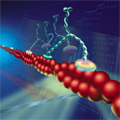 Classic single molecule measurements using nanometer resolution imaging methods generated precise measurements that allowed researchers to distinguish between two longstanding models for myosin movement: the “hand-over-hand” model versus the “inchworm” model. The technique determined the location of the myosin molecule with nanometer-level resolution and showed that myosin V walks using the hand-over-hand model. Credit: Paul Selvin, University of Illinois; image by Precision Graphics.