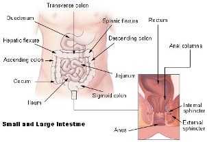 Diagram of the small and large intestines with various segments labeled, including the ileum and jejunum of the small intestine and the sigmoid colon, descending colon, splenic flexure, transverse colon, hepatic flexure, ascending colon and cecum of the large intestine. The anus and rectum are also pictured.