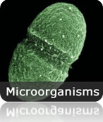 Microorganisms