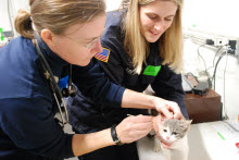Two NVRT responders treat a kitten