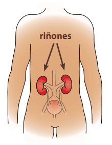 An illustration of the human body with arrows pointing to two kidneys located near the center of the back.