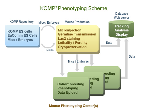 KOMP2 phenotyping Scheme
