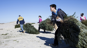 Daniel Riscoe, Jenna Hart, Anthony Chau and Caroline Lloyd (all students from the Peddie School in Hightstown, N.J.) carry donated Christmas trees across Island Beach.