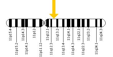 The FGF3 gene is located on the long (q) arm of chromosome 11 at position 13.