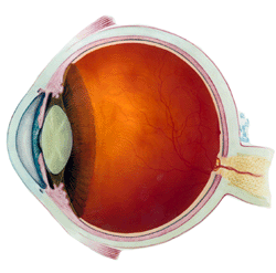 image of the eye