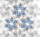 All-atom model of HIV-1 capsid assembly superimposed onto an electron density map. Credit: PCHPI