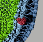 HIV protease about to clip a Gag precursor polyprotein. Credit: HIVE Center