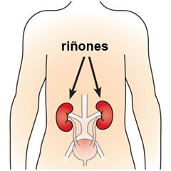 Ilustración que muestra que los riñones están situados en la parte baja de la espalda.