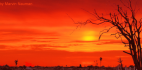 View of a dead tree and fence row in a summer sunset.