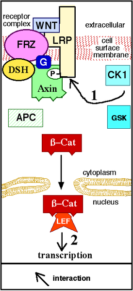 Diagram: Canonical WNT Pathway