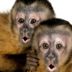 Photo of two capuchin monkeys.