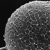 Scanning electron micrograph of a human egg.