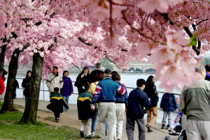 Tourists enjoy the annual cherry blossoms along the Tidal Basin