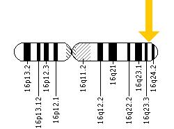 The APRT gene is located on the long (q) arm of chromosome 16 at position 24.