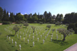 Olive trees amid graves