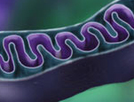 Mitochondria are small compartments partitioned by membranes and found exclusively in complex cells.