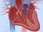 This animation below shows how the heart's electrical system works.