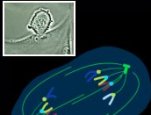 An animation that demonstrates the stages of mitosis in an animal cell.
