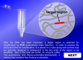 Still image linking to Animation of the PCR Process