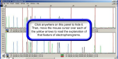 Still image linking to Animation Showing How a Profile Is Derived from an Electropherogram