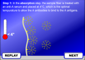 Still image linking to Animation Explaining Absorption-Elution Reactions for Blood Typing