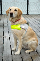 Labrador guide dog.