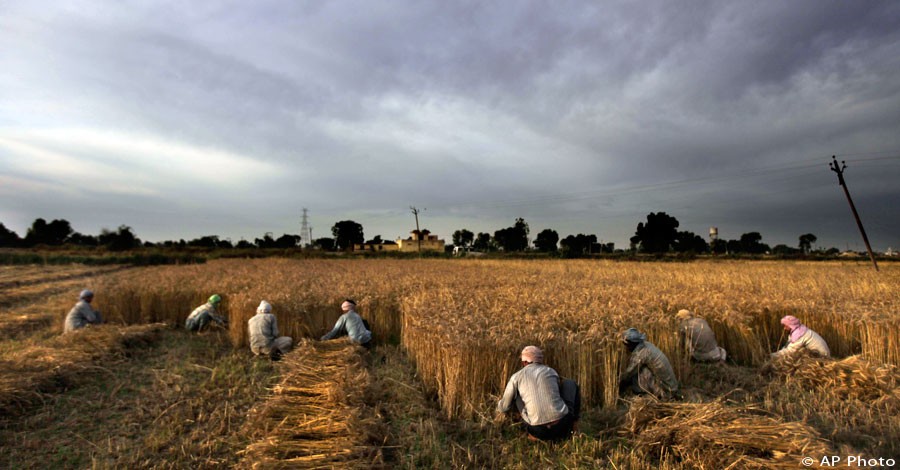 In this photo taken Tuesday, May 1, 2012, Indian farmers and migrant laborers harvest wheat crop on the outskirts of Amritsar, India. [AP File Photo]