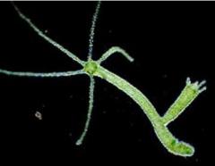 Picture of a hydra