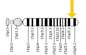 The ACAN gene is located on the long (q) arm of chromosome 15 at position 26.1.
