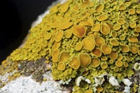 Photograph of cosmopolitan eutrophic lichen species in the genus Xanthomendoza.