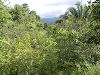Photograph showing tropical rainforest in Honduras.