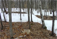 Photograph showing field sample collection to determine soil respiration at Harvard Forest
