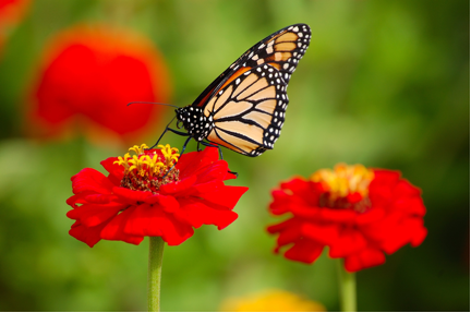 Monarch butterfly (Danaus plexippus) - Photograph by Simon Koopmann