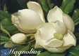 Magnolias Boxed Note Card Set